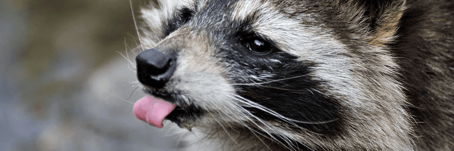 1Y79k41fezY3t8z2q9iwHkARck